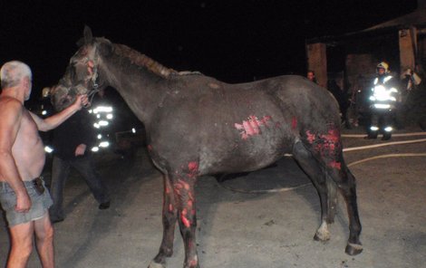 Dva koně utrpěli těžké popáleniny.