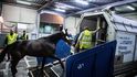 Dříve běžný obrázek: kůň na letišti v Paříži nastupuje do přepravního boxu letecké společnosti Air France.