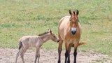 Úžasná zpráva ze zoo: Koním Převalského na Dívčích hradech v Praze se narodilo mládě
