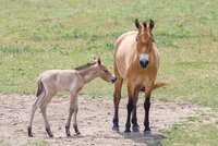 Úžasná zpráva ze zoo: Koním Převalského na Dívčích hradech v Praze se narodilo mládě