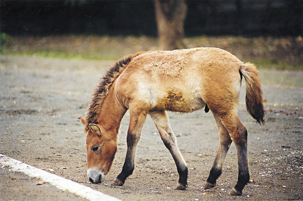 Kůň Převalského byl považován za posledního divokého koně na světě.