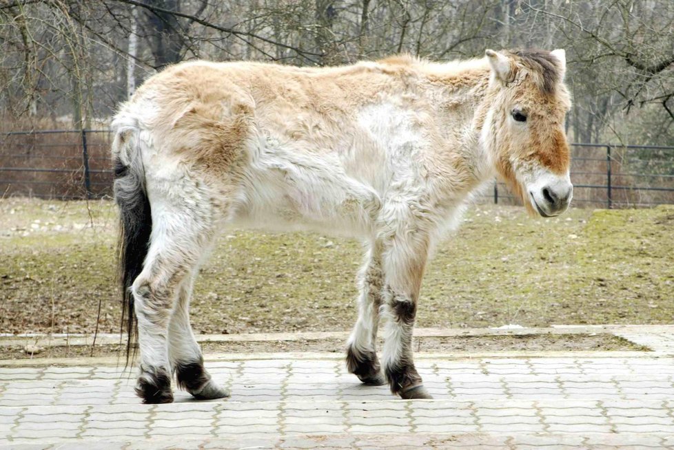 Kůň Převalského byl považován za posledního divokého koně na světě.