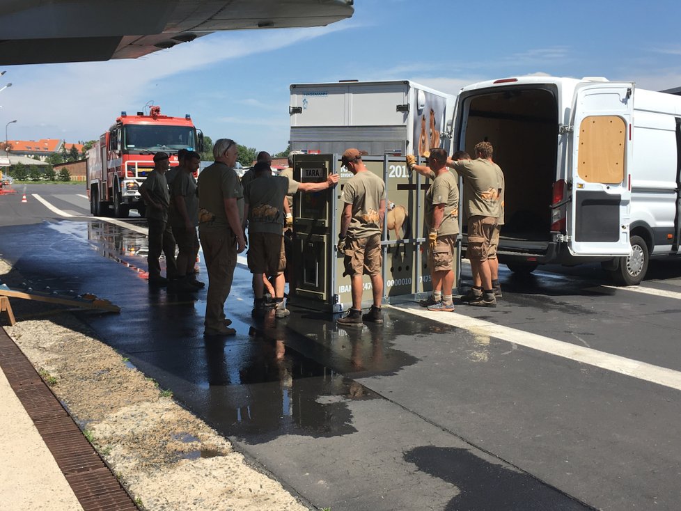 Devátý transport koní Převalského do Mongolska se v Praze částečně zkomplikoval, dvě původně zamýšlené klisny nakonec neodcestovaly.