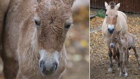 Pražská zoo má nový přírůstek.