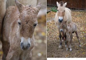 Pražská zoo má nový přírůstek.