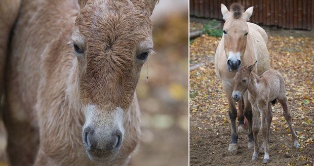 Zázrak v pražské zoo: Na svět přišlo hříbátko koně Převalského, je to nejspíš kluk jako buk