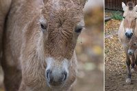 Zázrak v pražské zoo: Na svět přišlo hříbátko koně Převalského, je to nejspíš kluk jako buk