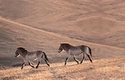 Koně Převalského jsou menší, ale robustní – v kohoutku měří 130 cm, váží až 350 kg