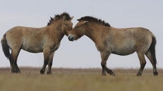 Kůň Převalského se vrací do volné přírody i v Rusku