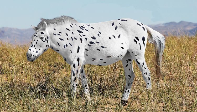 Genetická analýza mimo jiné prozradila, že mnozí z prvních koní Převalského měli černobílé zbarvení typu dalmatin