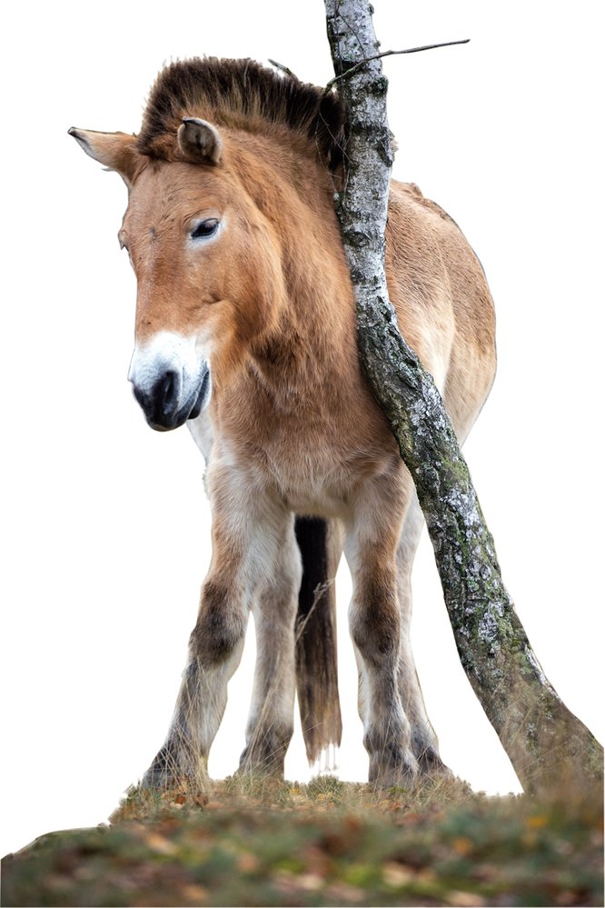 Asijský kůň Převalského je jediný žijící divoký kůň
