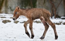 Smutná zpráva z pražské zoo: »Převaláčka« ukopaly klisny!
