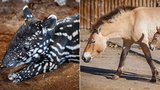 Vzácné přírůstky v pražské zoo: Na svět vykouklo pruhované tapířátko i hříbě koně Převalského 