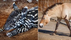 V pražské zoo se narodilo mládě tapíra čabrakového a koně Převalského