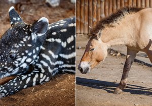 V pražské zoo se narodilo mládě tapíra čabrakového a koně Převalského