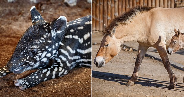 Vzácné přírůstky v pražské zoo: Na svět vykouklo pruhované tapířátko i hříbě koně Převalského 
