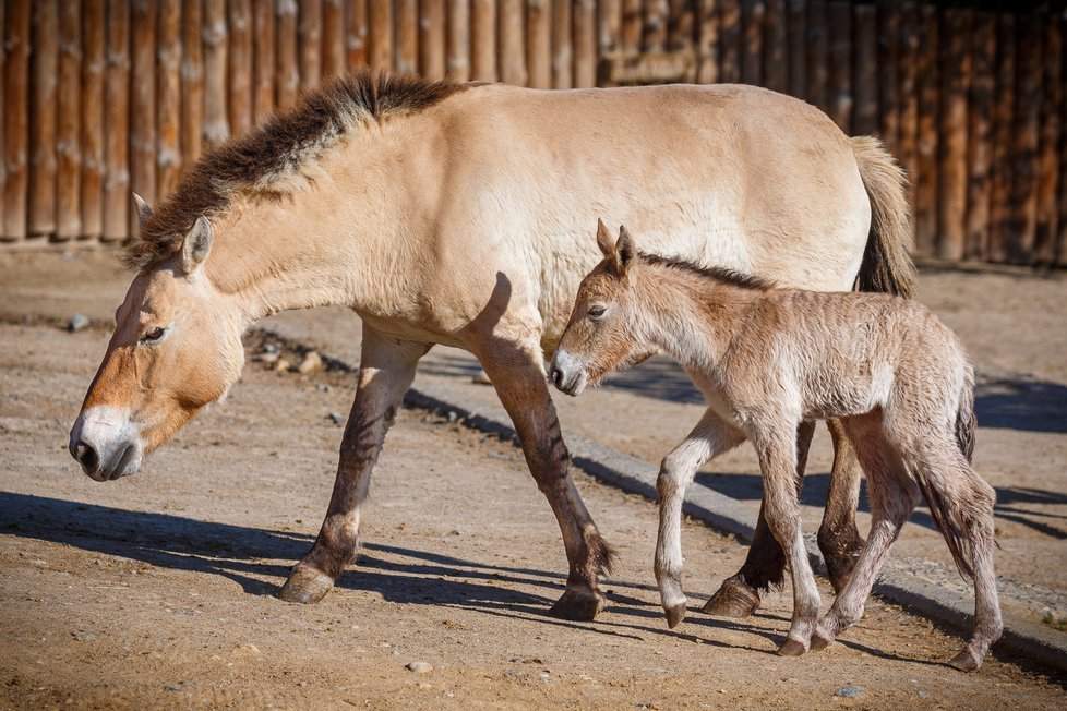 Druhé letošní hříbě koně Převalského porodila v úterý 21. dubna klisna Hara. Otcem samečka je geneticky cenný hřebec Len