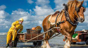 FOTO ABC: Rybařící koně
