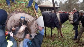 Kůň byl ve studni s ledovou vodou uvězněný několik hodin