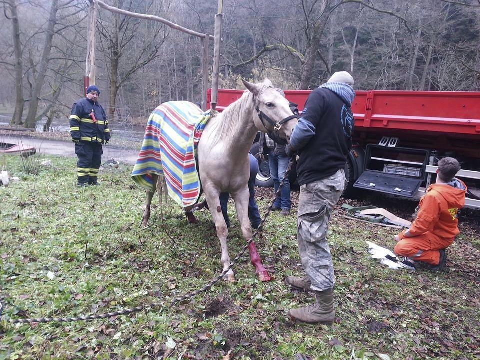 Koník byl navíc podchlazený. Okamžitě ho záchranáři přikryli dekou