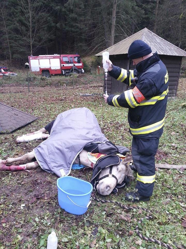 Kůň dostal tišící injekci a byl převezen na veterinární kliniku