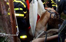 Hodinový boj o život hasiči vyhráli: Kůň spadl do studny!