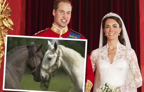 Kůň pro královský pár stále řehtá v české maštali