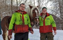 Kácejí a přepravují stromy pěkně postaru: Místo traktorů dřou koně!