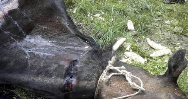 Rituální vražda koně na Českolipsku? Zaživa mu odřezával maso z těla