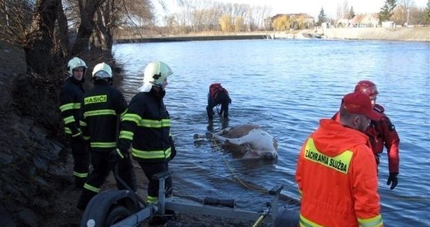 Hasiči a záchranáři tahali v Břeclavi z řeky Dyje uhynulé koně.