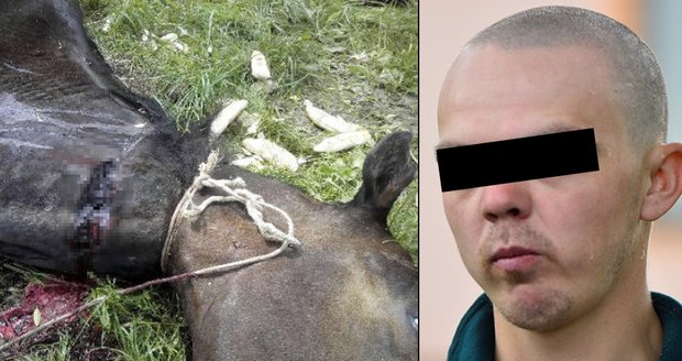 Dopadli vraha, který rituálně zabil koně: Měl jsem špatný den, vysvětlil čin policistům