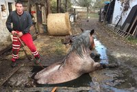 Hasičům z Olomoucka zavařila letos nejvíc zvířata: Zachraňovali kočky, koně i jezevce