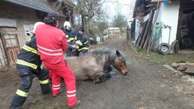 Video: Dramatická záchrana koně z jímky - vytahovat ho musel jeřáb!