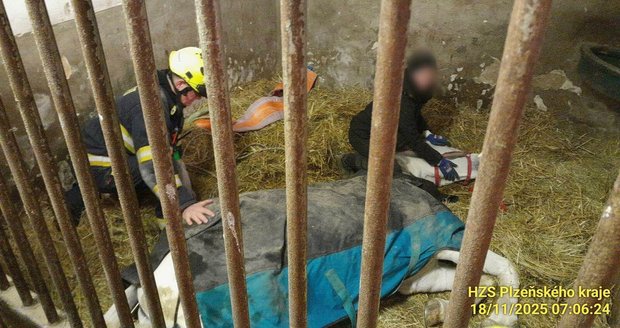 Hasiči v Trnové na Plzeňsku pomáhají koňovi postavit se na nohy.