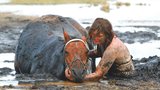 Dramatická záchrana koně: 3 hodiny mu držela hlavu nad vodou