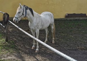 Pátrání po ztraceném koníkovi bylo úspěšné, našli ho v Rakousku.
