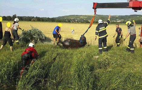 Nakonec záchranná akce dopadla dobře. 