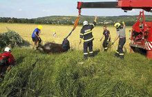Záchranná akce hasičů na Brněnsku: Zvíře uvízlo v bahně!