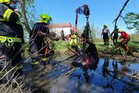 Nebohý kůň u Olomouce uklouzl a skoro celý zapadl do bahna: Hasiči na něj šli s těžkou technikou