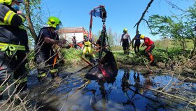 Nebohý kůň u Olomouce uklouzl a skoro celý zapadl do bahna: Hasiči na něj šli s těžkou technikou