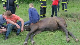 Hasiči vytahovali v Doubravě na  Karvinsku plnokrevníka Playboye z jámy, do které zapadl zadníma nohama.