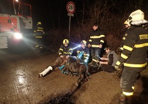 Kobylka Fidorka si „zašprajcla" nohy do kovové mříže. Na pomoc museli přijet hasiči.