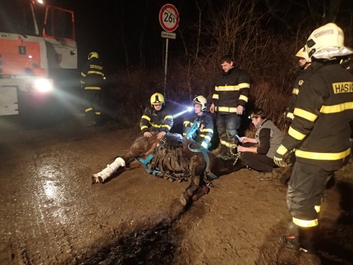 Kobylka Fidorka si &#34;zašprajcla&#34; nohy do kovové mříže. Na pomoc museli přijet hasiči.