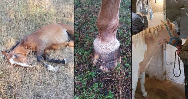Šokující záběry trpících zvířat: Jablko či rohlík může koně zabít - nekrmte je, prosí chovatelé
