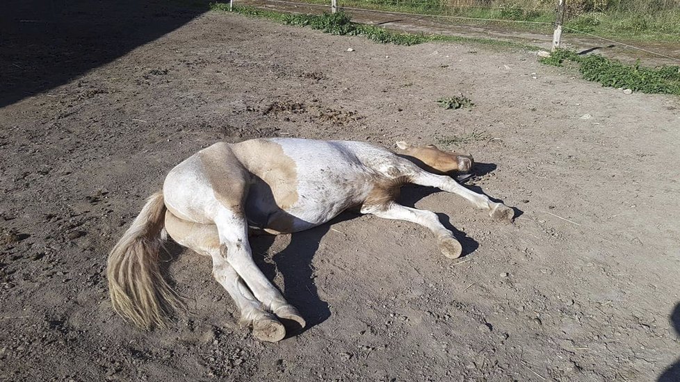 Šokující záběry trpících zvířat: Jablko či rohlík může koně zabít - nekrmte je, prosí chovatelé