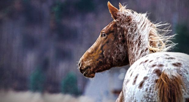 Strakatí vs. jednobarevní: Barvu koní určovala móda