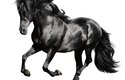 Fríský sportovní kůň vznikl křížením fríského koně s teplokrevníky
