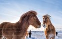 Islandský kůň je prastaré plemeno s neobvyklými typy mimochodu (známými jako skeid a tölt)