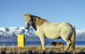 Žlutý kůň pomáhá s testováním písma v češtině od nepaměti