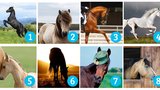 Test osobnosti: Který z koní cválá vaší duší?